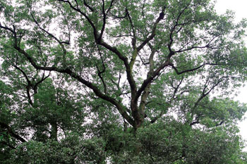 TPS泰譜圣起源.jpg TPS泰譜圣起源.jpg